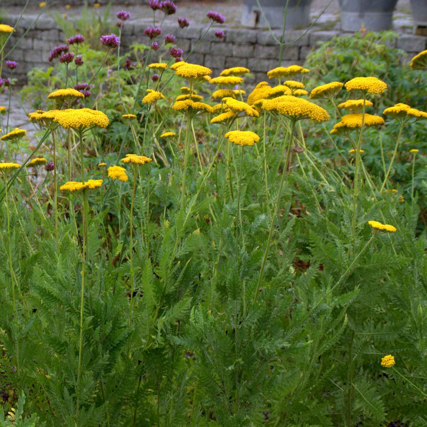 Achillea Filipendulina 'Parker's Variety' grown sustainably and plastic free in my back garden, carbon neutral Organic Plant Nursery