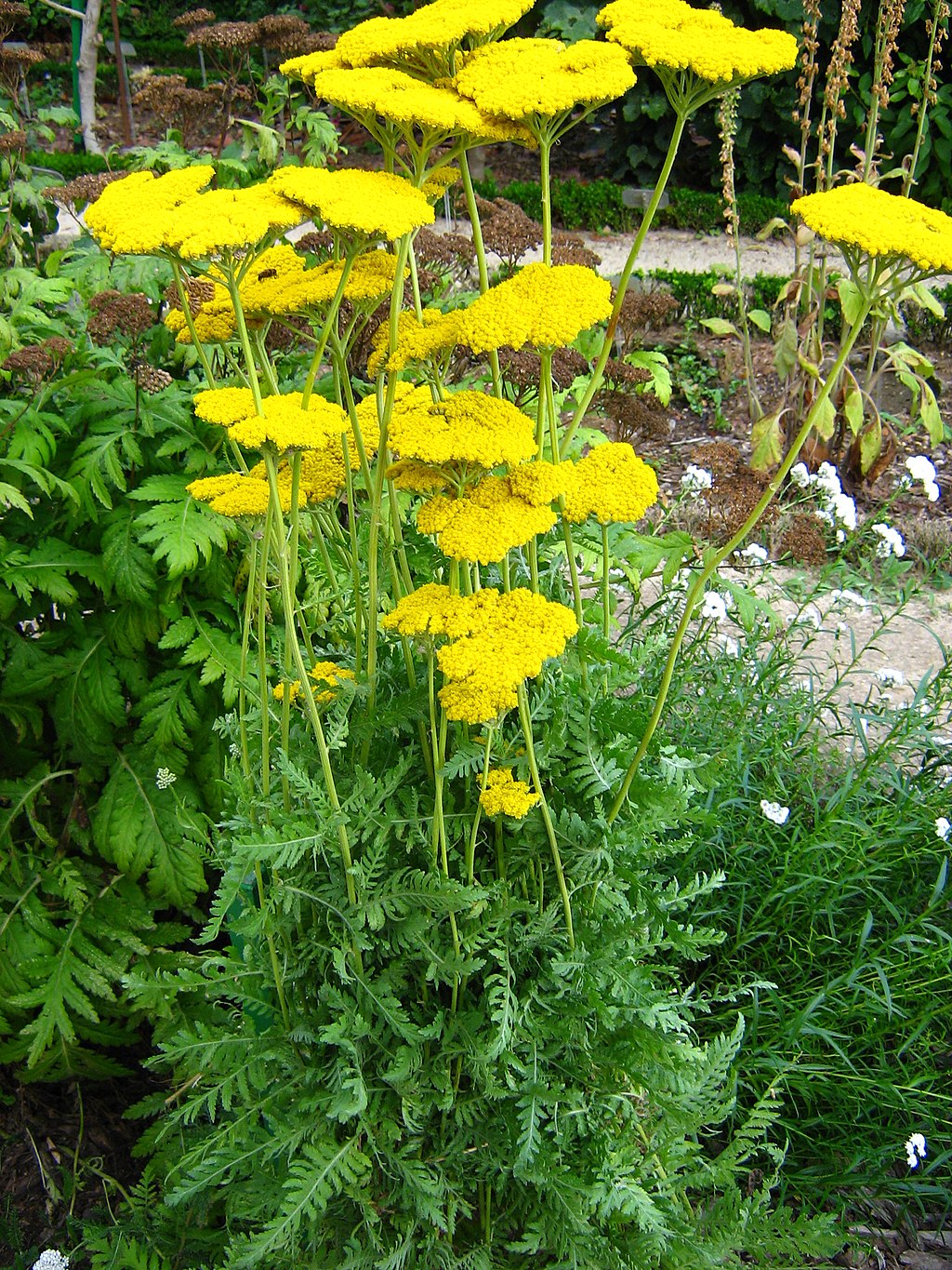 Achillea Filipendulina 'Parker's Variety' grown sustainably and plastic free in my back garden, carbon neutral Organic Plant Nursery