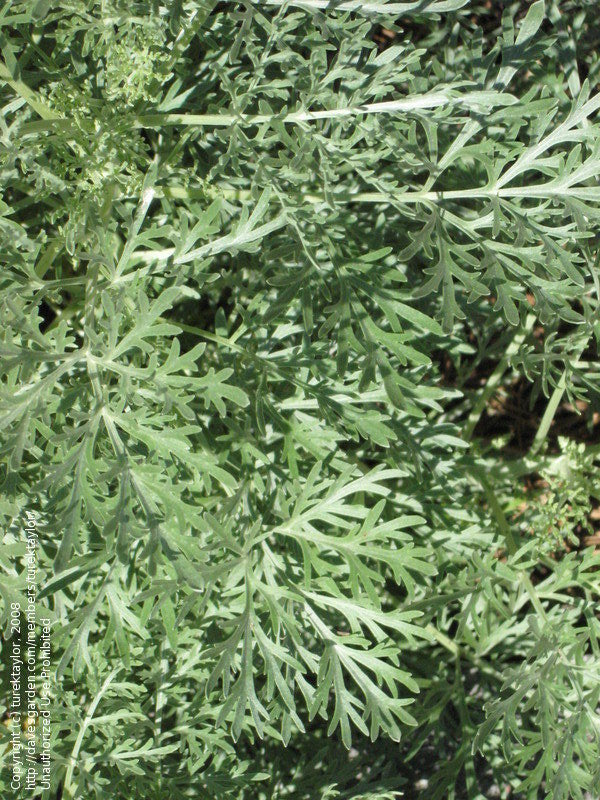 Artemisia Absinthium - Wormwood grown sustainably and plastic free in my back garden, carbon neutral Organic Plant Nursery