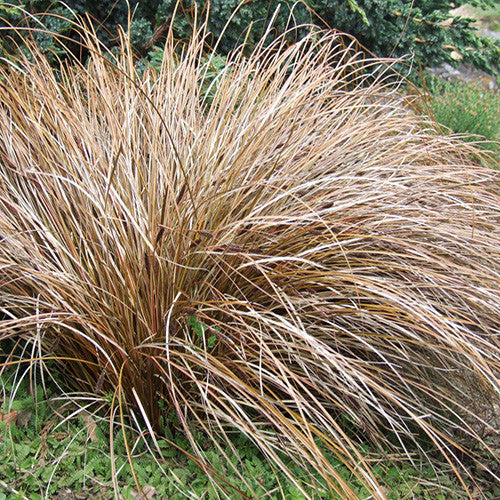 Carex comans 'Bronze' Sedge grown sustainably and plastic free in my back garden, carbon neutral Organic Plant Nursery