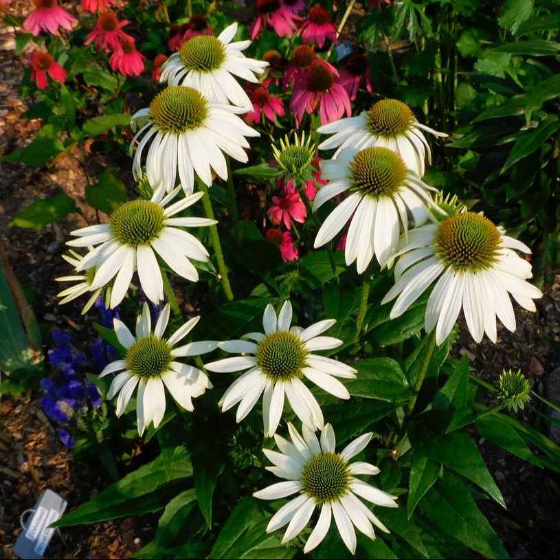 Echinacea Purpurea 'White Swan' grown sustainably and plastic free in my back garden, carbon neutral Organic Plant Nursery