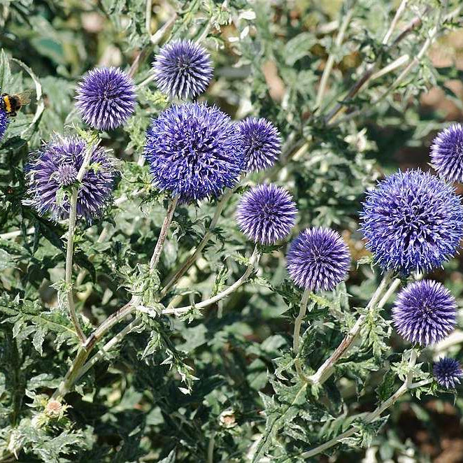Echinops Ritro - organic plant nursery - plastic free perennial plant - Purple thistle flowers with green leaves