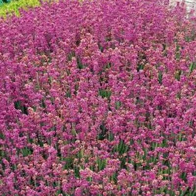 Erica Carnea - Winter Flowering Heather grown sustainably and plastic free in my back garden, carbon neutral Organic Plant Nursery