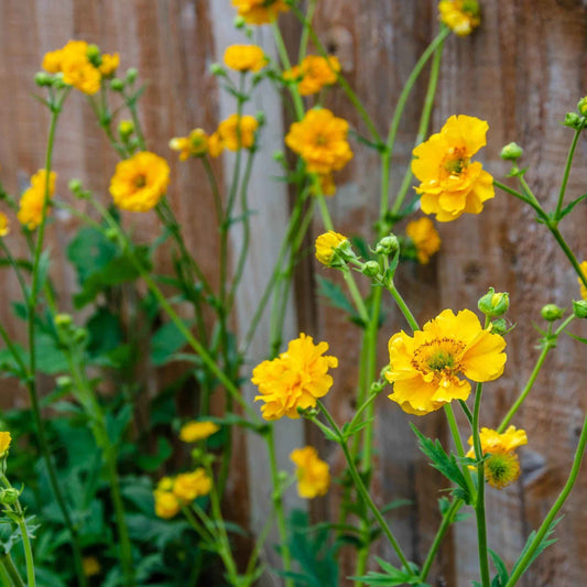 Geum 'Lady Stratheden' grown sustainably and plastic free in my back garden, carbon neutral Organic Plant Nursery
