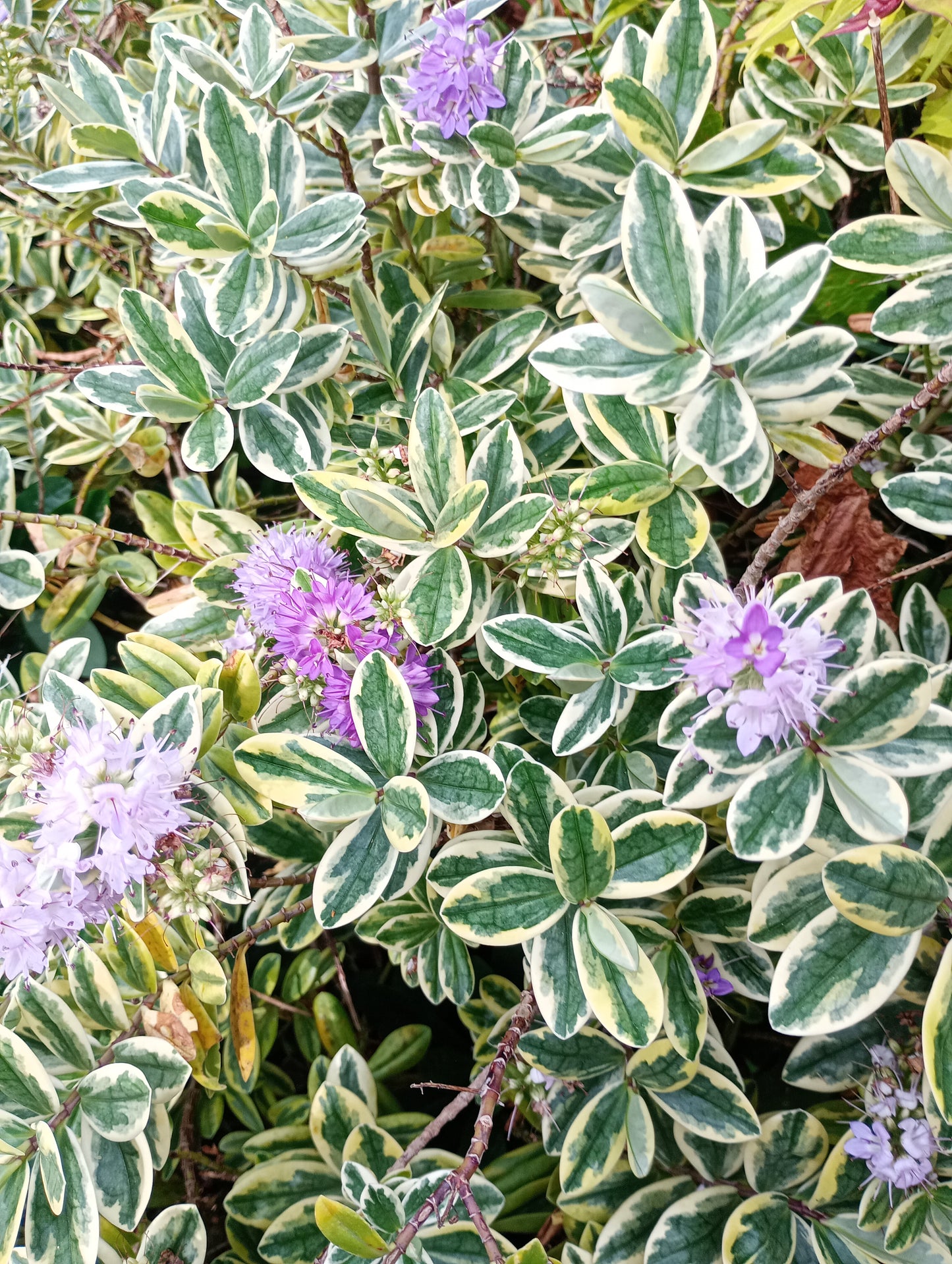 Variegated Hebe