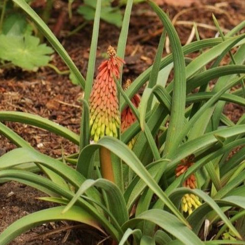 Kniphofia 'traffic lights' - organic plant nursery