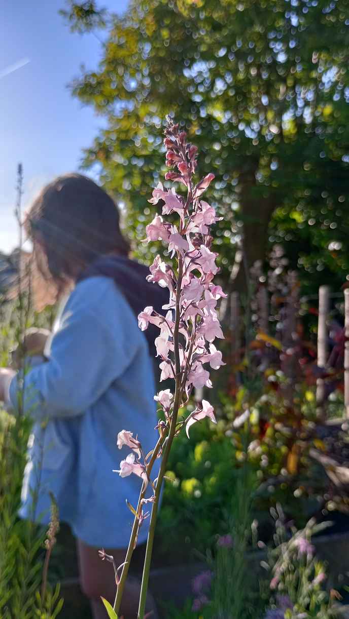 Linaria 'Canon Went' grown at organic plant nursery completely plastic free