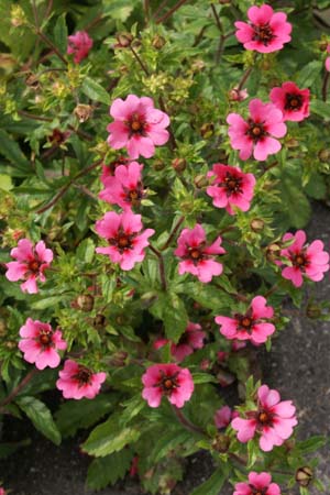 Potentilla nepalensis ‘Helen Jane’ grown sustainably and plastic free in my back garden, carbon neutral Organic Plant Nursery