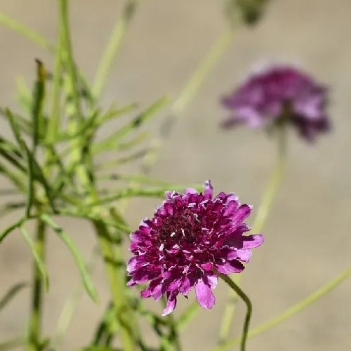 Scabiosa 'Beaujolais Bonnets'