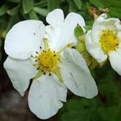 Potentilla fruticosa 'Abbotswood' - Shrubby Cinquefoil