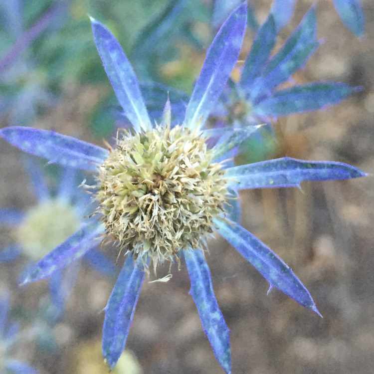 Eryngium planum 'Blue Glitter'- Organic Plant Nursery (Plastic Free & Carbon Neutral)