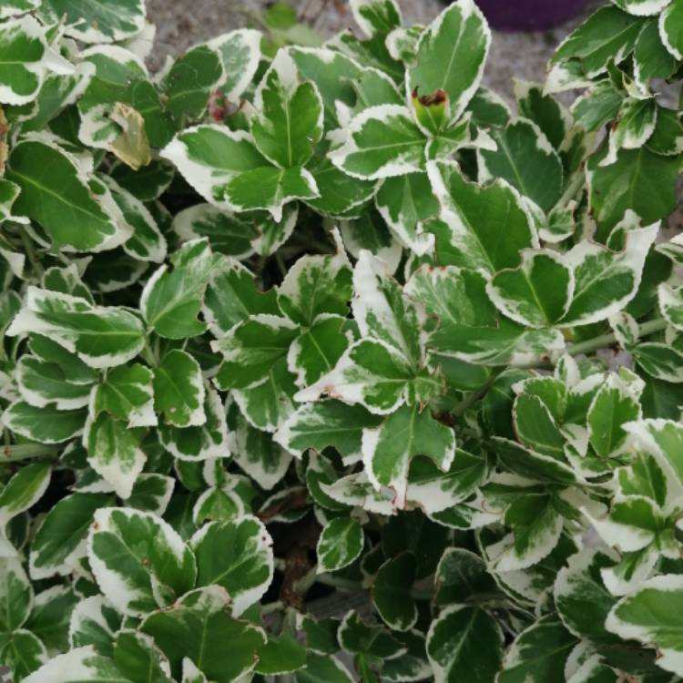 Euonymus fortunei 'Silver Queen—an evergreen, low-maintenance shrub perfect for ground cover or climbing. Organic Plant Nursery