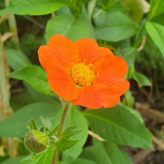 Organic Wood avens - Geum 'Koi' grown plastic free and sustainably at organic plant nursery