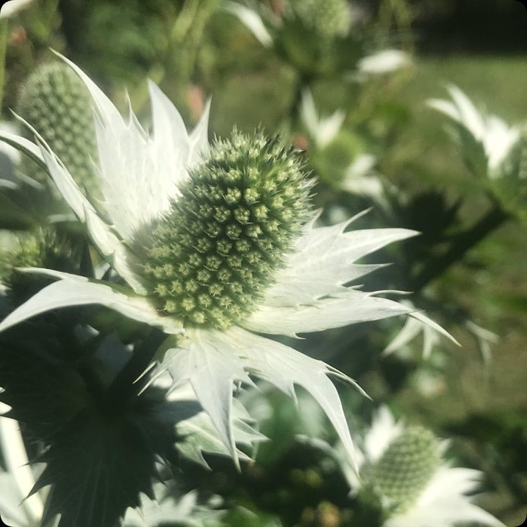 Eryngium Giganteum Silver Ghost - Organic Plant Nursery