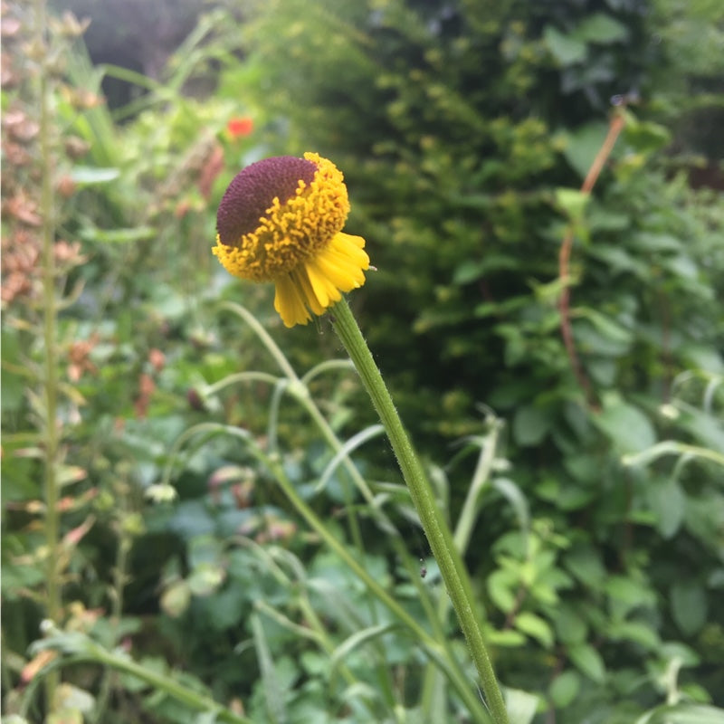 Helenium Autumnale - lollipop. grown plastic free at organic plant nursery