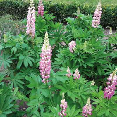 Lupinus polyphyllus 'Lupini' grown sustainably and plastic free in my back garden, carbon neutral Organic Plant Nursery