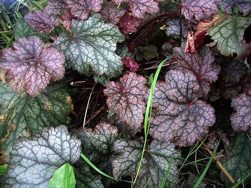 Heuchera 'Metallica' grown sustainably and plastic free in my back garden, carbon neutral Organic Plant Nursery