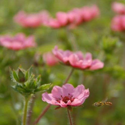 Potentilla nepalensis ‘Helen Jane’ grown sustainably and plastic free in my back garden, carbon neutral Organic Plant Nursery