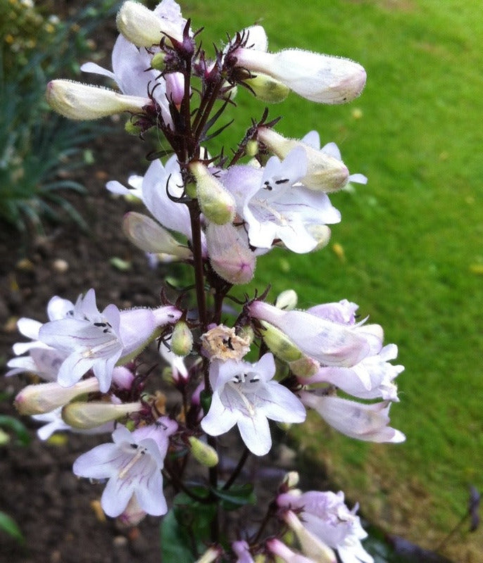 Penstemon digitalis 'Huskers red' grown sustainably and plastic free in my back garden, carbon neutral Organic Plant Nursery