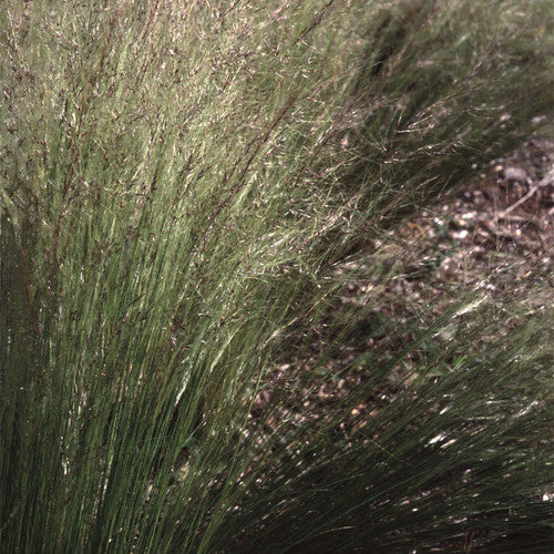 Stipa tenuissima grown sustainably and plastic free in my back garden, carbon neutral Organic Plant Nursery