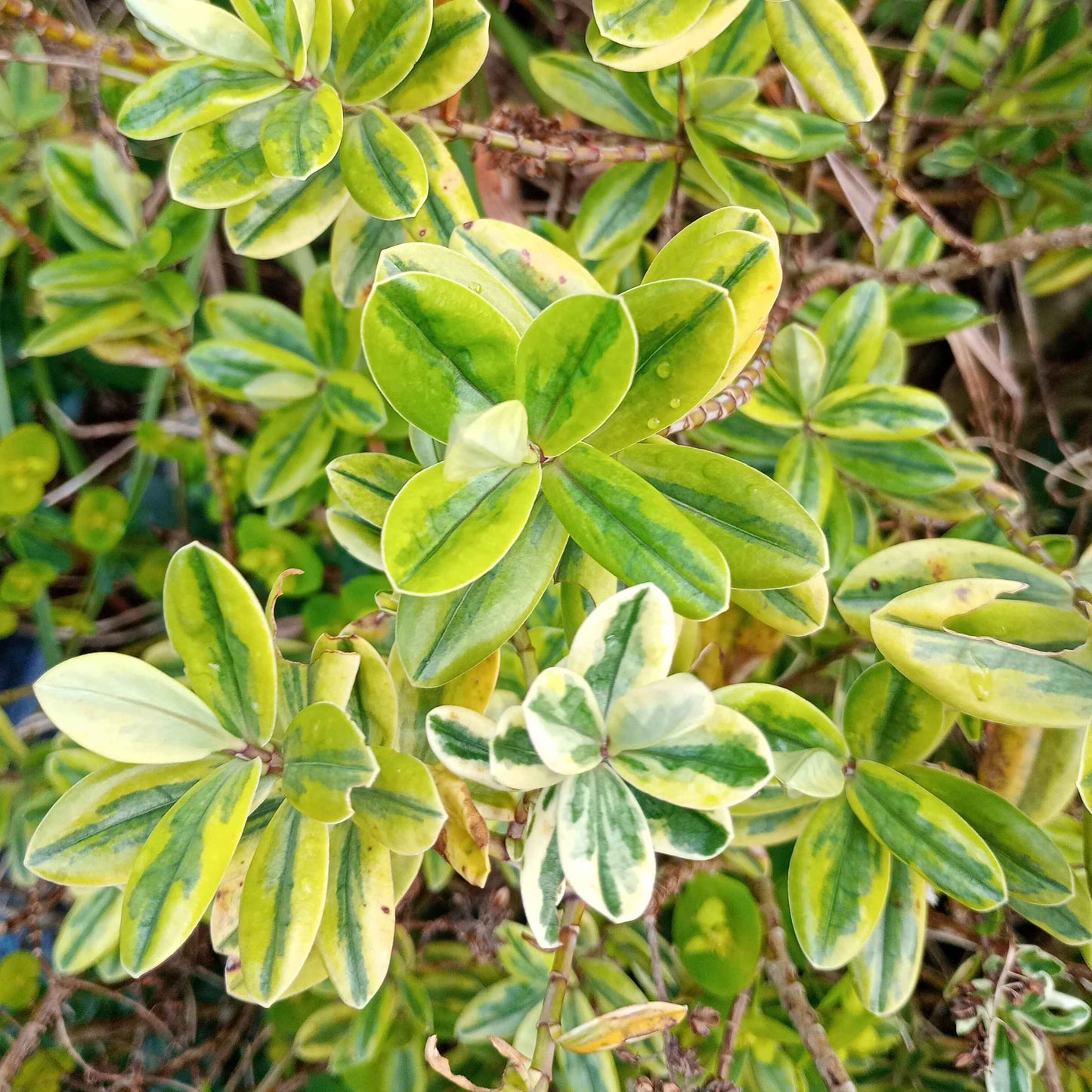 Variegated Hebe grown sustainably and plastic free in my back garden, carbon neutral Organic Plant Nursery