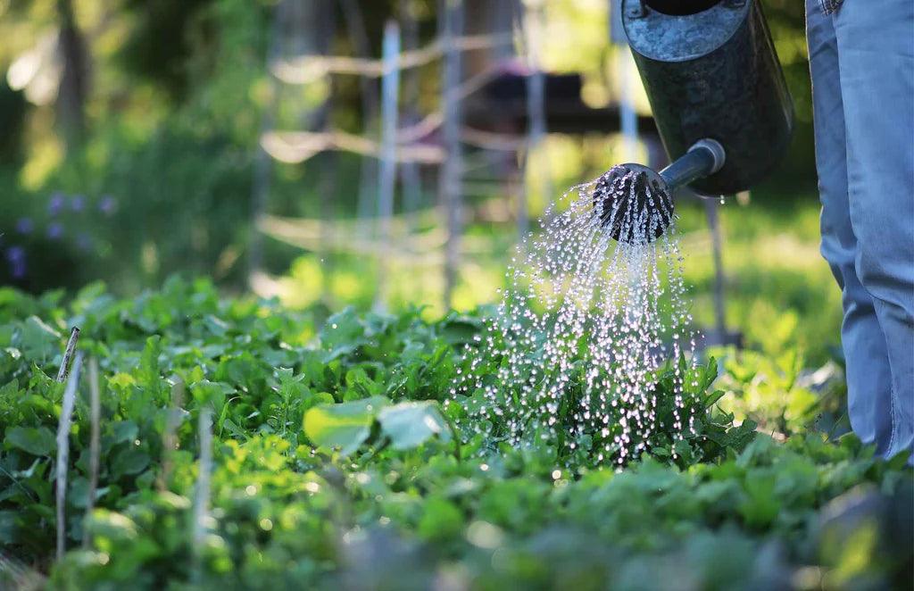A Beginner's Guide to Creating a Sustainable Garden: Choosing the Right Organic Plants and Nurseries - Organic Plant Nursery