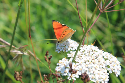 Discover the Best Organic Plants in the UK: A Guide to Sustainable Gardening! - Organic Plant Nursery