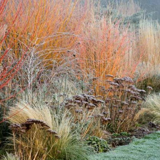 Best Plants for Climate Change and Carbon Capture Organic Plant Nursery