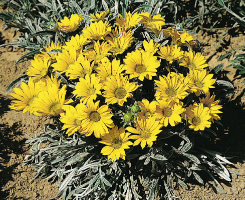 Gazania rigens Talent Yellow