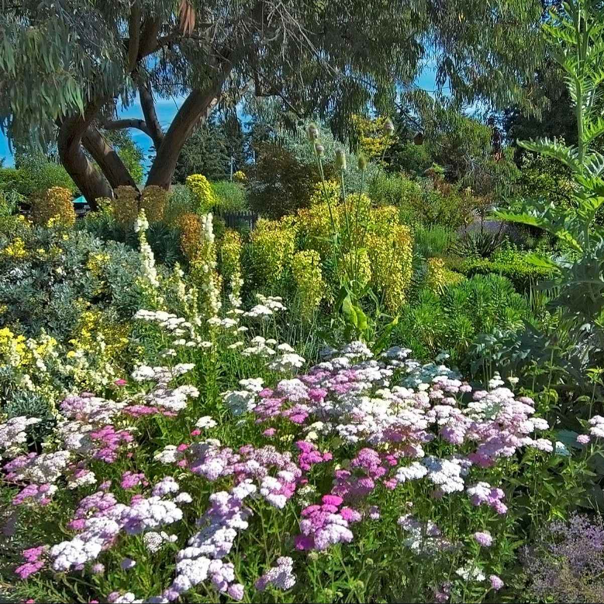 Achillea millefolium 'Summer Pastels' - Achillea 'Summer Pastels' grown sustainably and plastic free in my back garden, carbon neutral Organic Plant Nursery