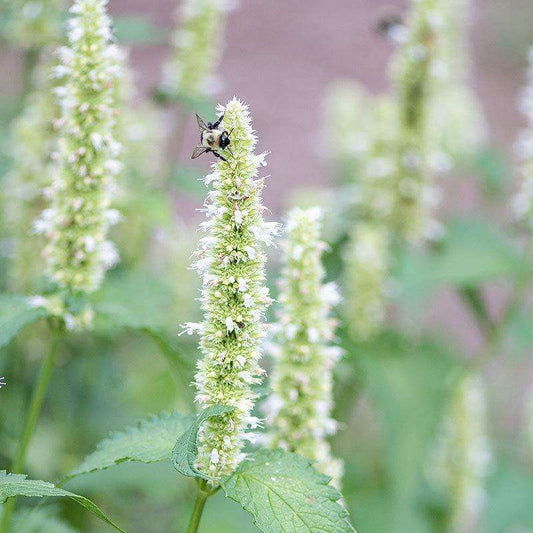 Agastache foeniculum ‘Liquorice White’ grown sustainably and plastic free in my back garden, carbon neutral Organic Plant Nursery