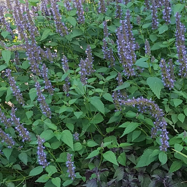 Agastache hybrida 'Astello Indigo' Sustainably grown at organic plant nursery