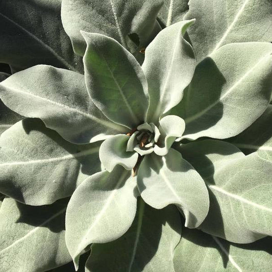 Arctic_summer verbascum can be grown for foliage interest due to its silvery leaves - organic plant nursery