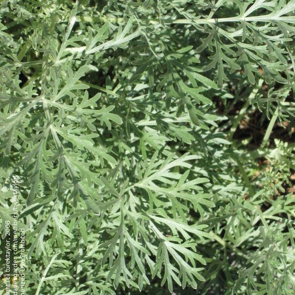 Artemisia Absinthium - Wormwood grown sustainably and plastic free in my back garden, carbon neutral Organic Plant Nursery