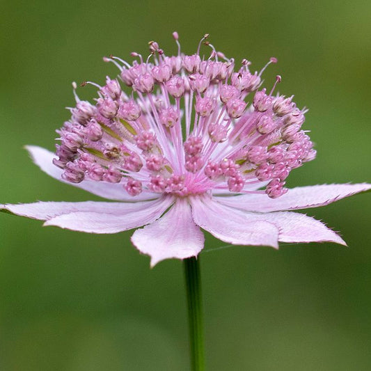 Astrantia Maxima grown sustainably and plastic free in my back garden, carbon neutral Organic Plant Nursery
