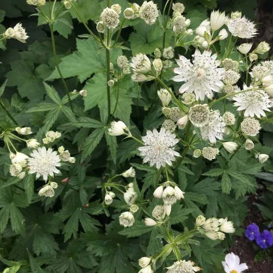 Astrantia major subsp. involucrata 'Shaggy' grown organically at organic plant nursery - White flowers with green leaves on a natural background
