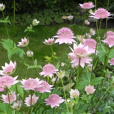 Astrantia Maxima grown sustainably and plastic free in my back garden, carbon neutral Organic Plant Nursery