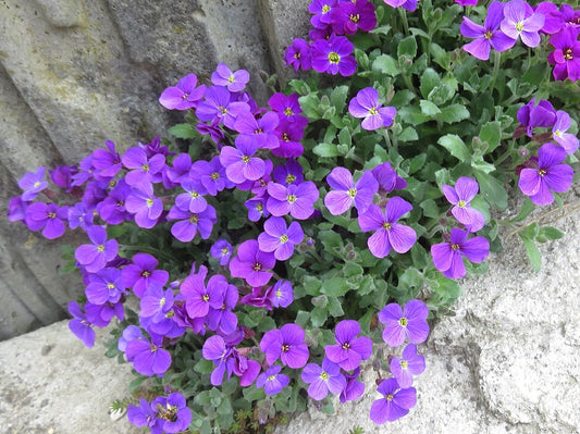 Royal Violet Aubrieta mat forming plant growing at the Organic Plant Nursery