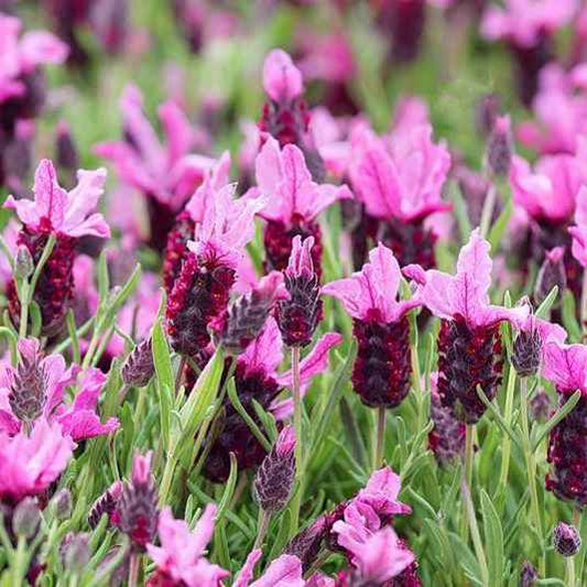 Lavandula Stoechas 'Bandera Pink' grown sustainably and plastic free in my back garden, carbon neutral Organic Plant Nursery
