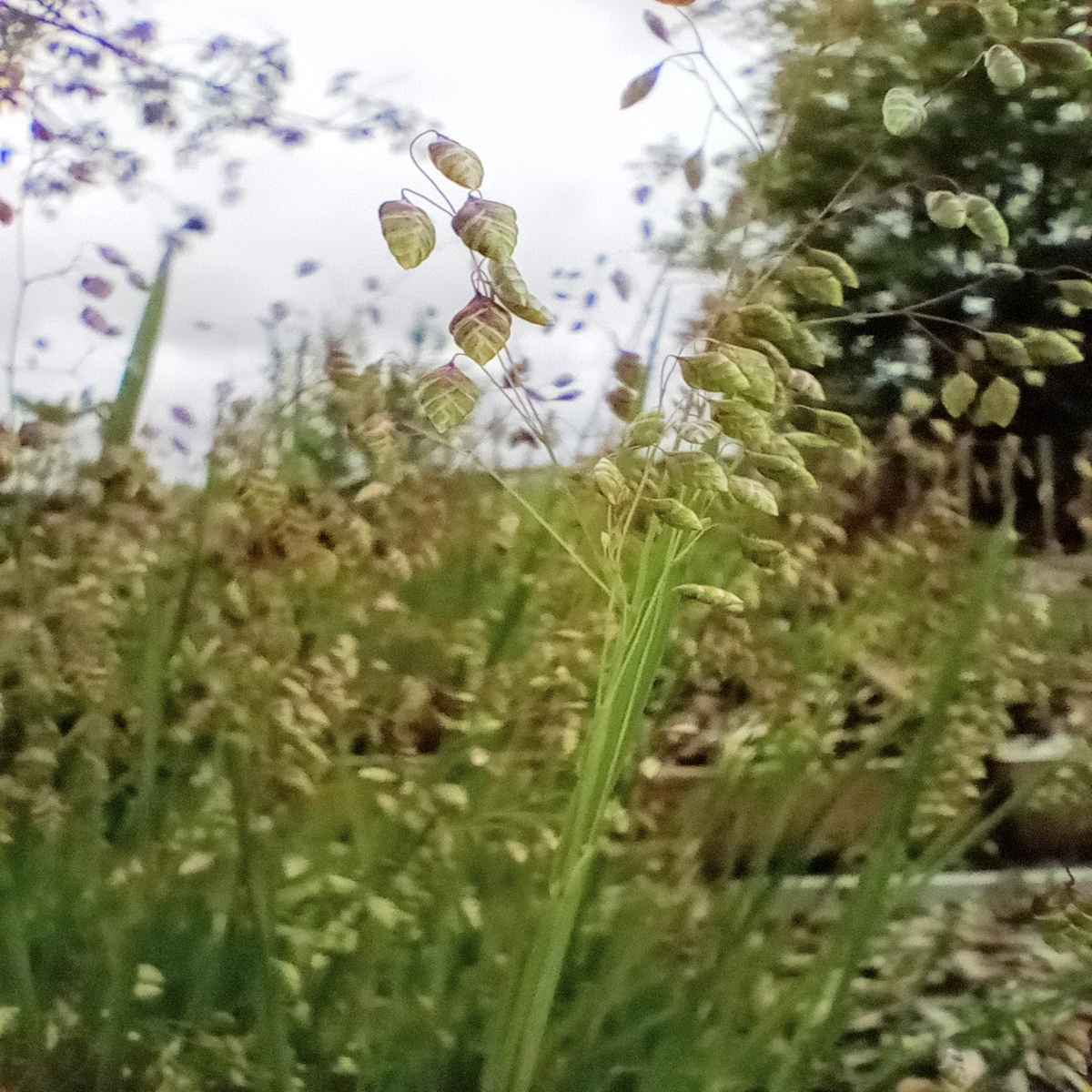 Briza media grown sustainably and plastic free in my back garden, carbon neutral Organic Plant Nursery