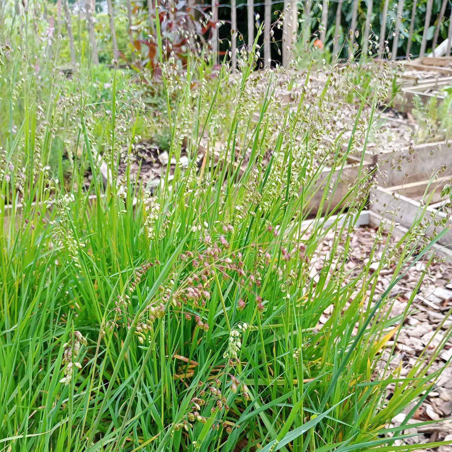 Briza media grown sustainably and plastic free in my back garden, carbon neutral Organic Plant Nursery