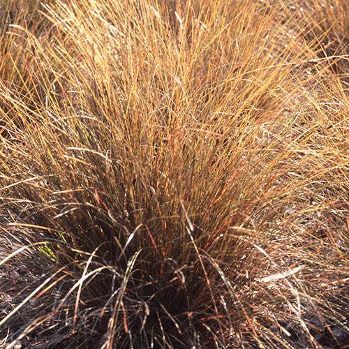 Carex comans 'Bronze' Sedge grown sustainably and plastic free in my back garden, carbon neutral Organic Plant Nursery