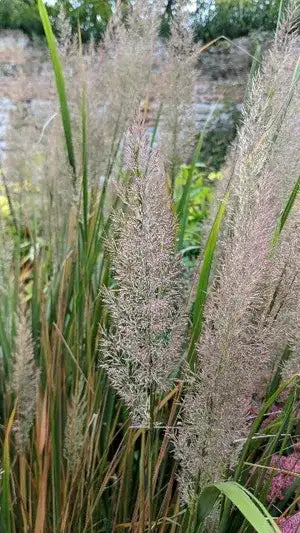 Calamagrostis brachytricha syn. arundinacea - organic plant nursery
