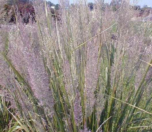 Calamagrostis brachytricha syn. arundinacea - organic plant nursery