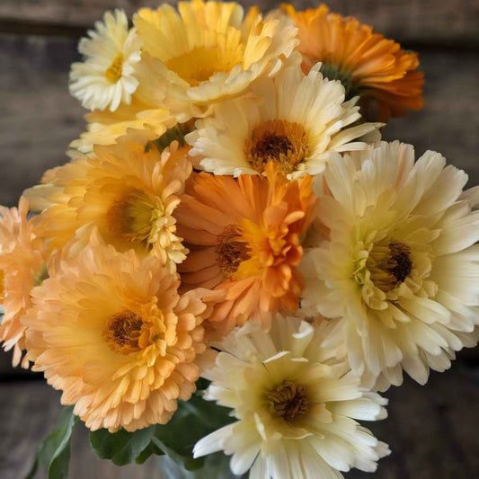 Calendula 'Canteloupe' - Marigold grown sustainably and plastic free in my back garden, carbon neutral Organic Plant Nursery