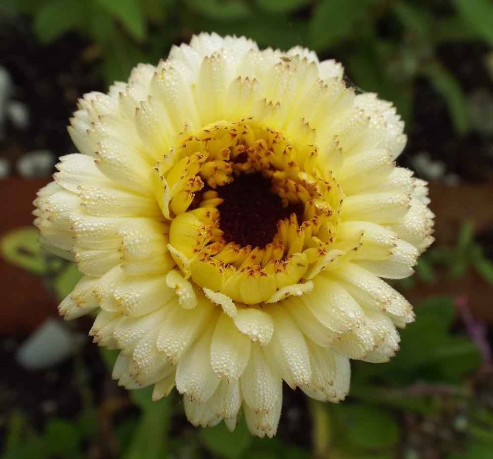 Calendula 'Snow Princess' - Marigold grown sustainably and plastic free in my back garden, carbon neutral Organic Plant Nursery