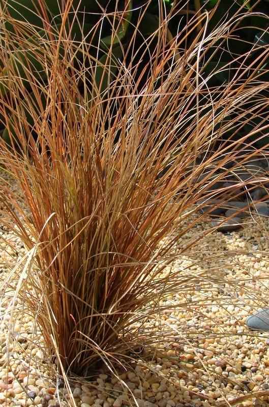Carex Buchananii grown sustainably and plastic free in my back garden, carbon neutral Organic Plant Nursery