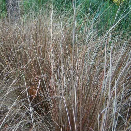 Carex Buchananii grown sustainably and plastic free in my back garden, carbon neutral Organic Plant Nursery