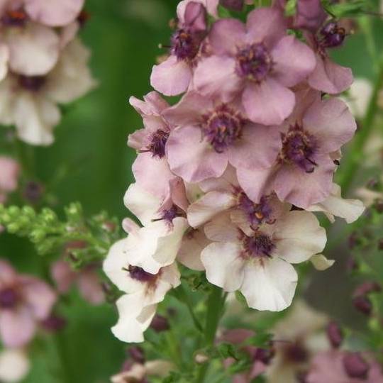 Verbascum Southern Charm' grown sustainably and plastic free in my back garden, carbon neutral Organic Plant Nursery