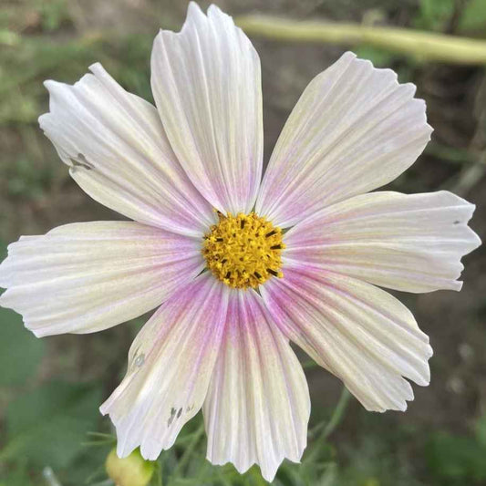 Cosmos bipinnatus, 'Apricot Lemonade' grown sustainably and plastic free in my back garden, carbon neutral Organic Plant Nursery
